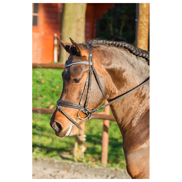 Jeune cheval concours DR Pays Bas