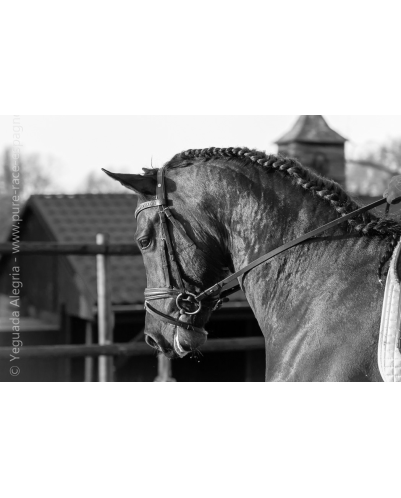 Jeune cheval concours DR Pays Bas