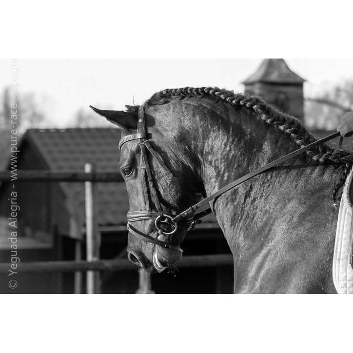 Jeune cheval concours DR Pays Bas