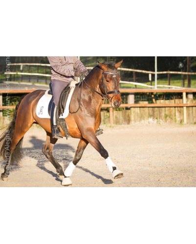 Jeune cheval concours DR Pays Bas
