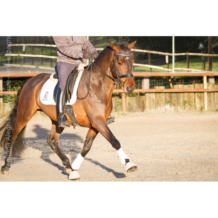 Jeune cheval concours DR Pays Bas