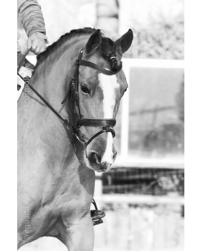 Jument Vice Championne JC 2015