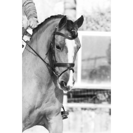 Jument Vice Championne JC 2015