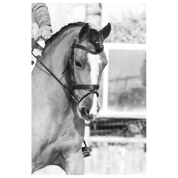 Jument Vice Championne JC 2015 Jument Vice Championne JC 2015