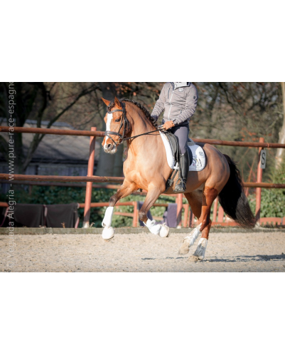 Jument Vice Championne JC 2015