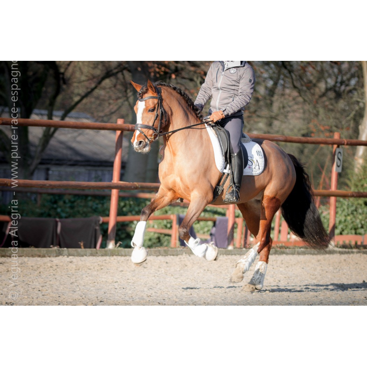 Jument Vice Championne JC 2015 Jument Vice Championne JC 2015