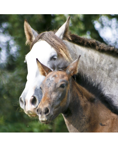 Jument loisir Belgique