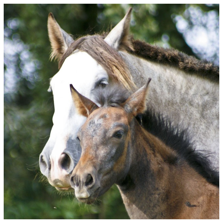 Jument loisir Belgique