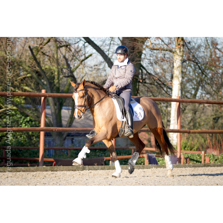 Jument Vice Championne JC 2015 Jument Vice Championne JC 2015