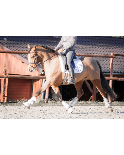 Jument Vice Championne JC 2015