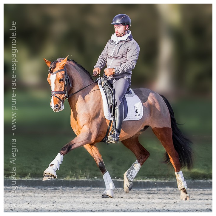 Jument Vice Championne JC 2015 Jument Vice Championne JC 2015