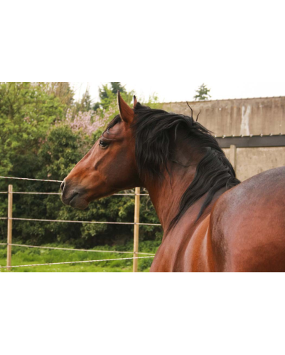 Cheval de Concours « France »