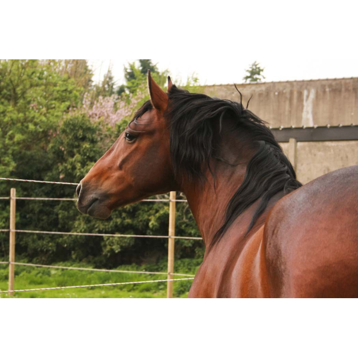 Cheval de Concours « France »