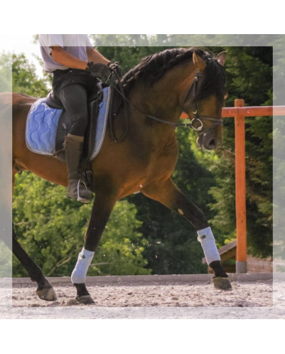 Cheval de Concours « France »