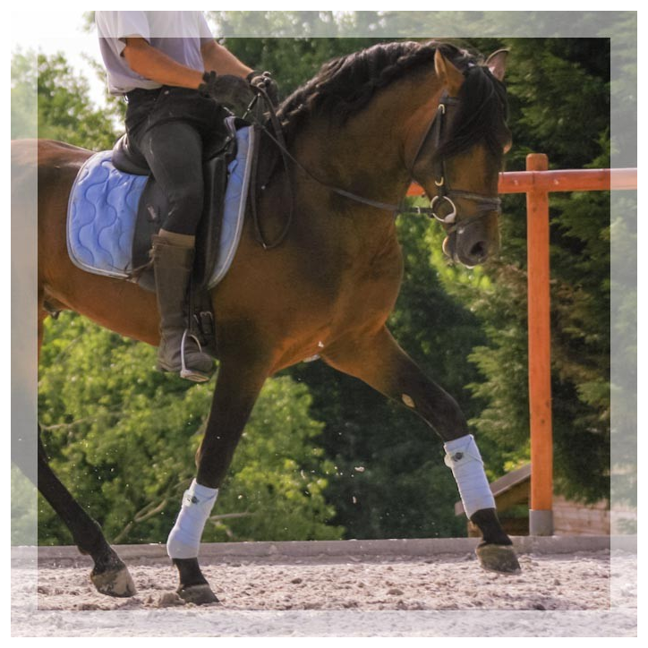 Cheval de Concours « France »