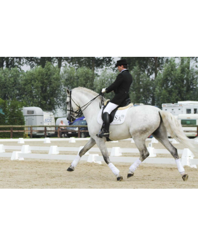 Cheval St-George « Belgique »