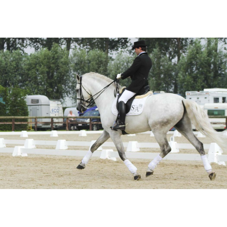 Cheval St-George « Belgique »