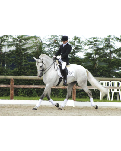 Cheval St-George « Belgique »