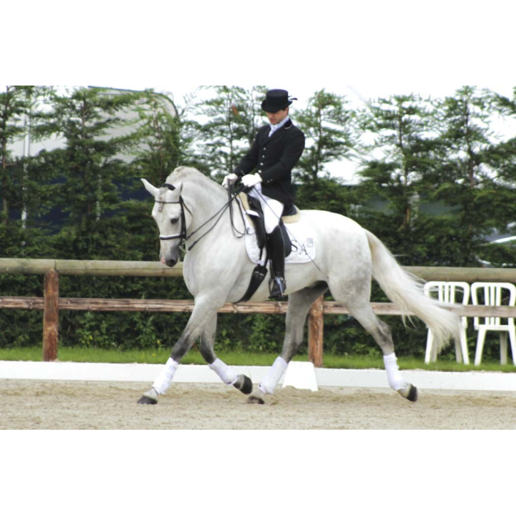 Cheval St-George « Belgique »