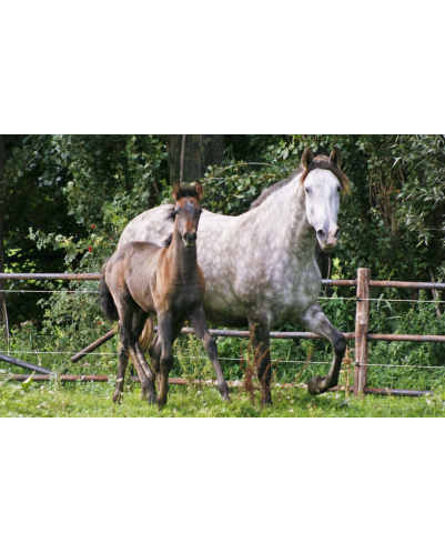 Jument loisir Belgique