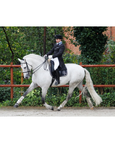 Cheval St-George « Belgique »