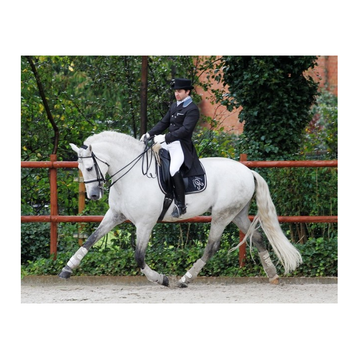 Cheval St-George « Belgique »