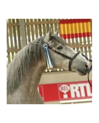 Cheval St-George « Belgique »