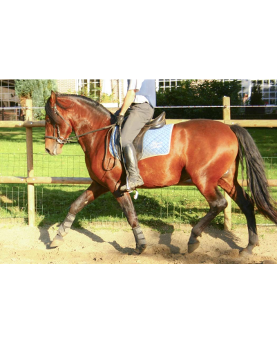 Cheval de loisir « France »