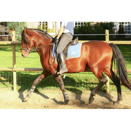 Cheval de loisir « France »