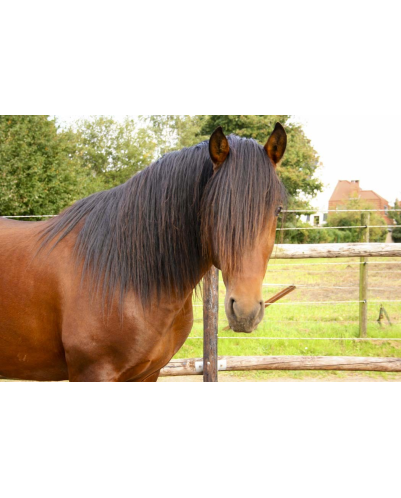 Cheval de loisir « France »