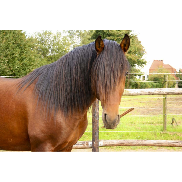 Cheval de loisir « France »