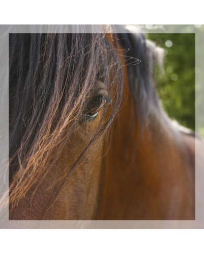 Cheval de loisir « France »