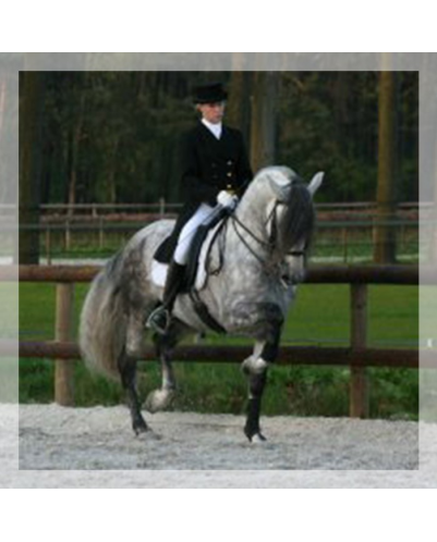 St-George + Haute ecole « Suisse »