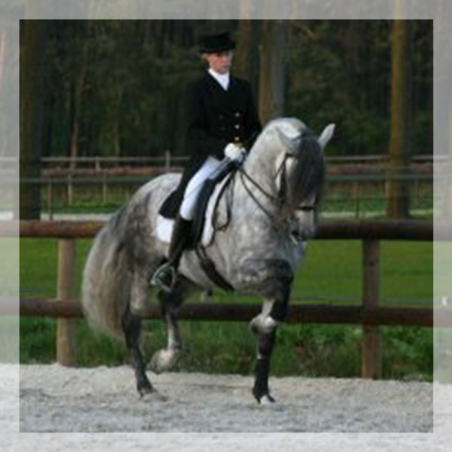 St-George + Haute ecole « Suisse »