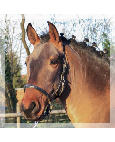 MCI jeune chevaux « Luxembourg »