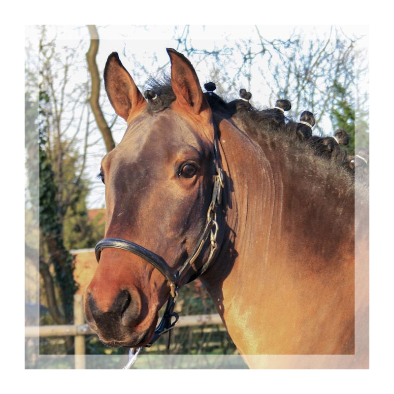 MCI jeune chevaux « Luxembourg »