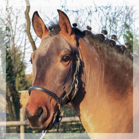 MCI jeune chevaux « Luxembourg »