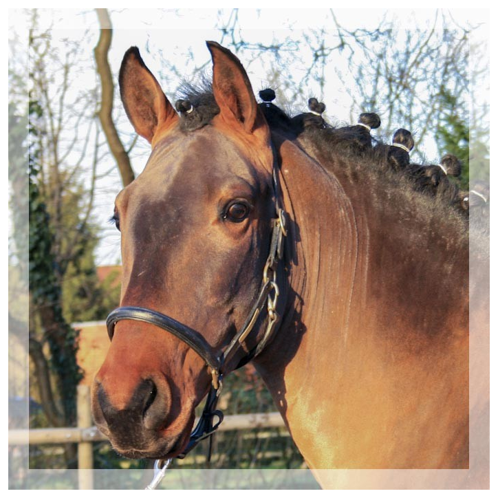 MCI jeune chevaux « Luxembourg »