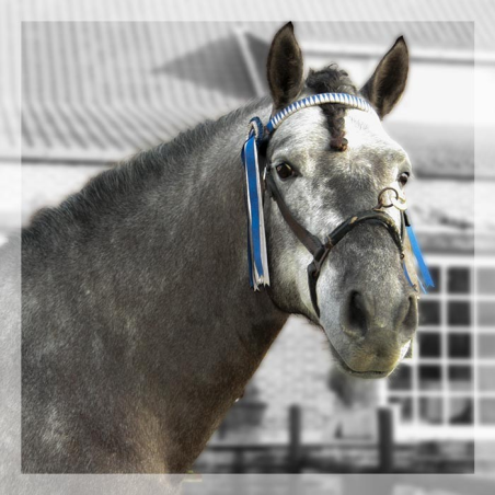 MCI jeune chevaux « belgique »