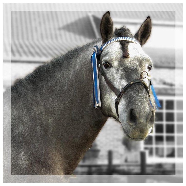 MCI jeune chevaux « belgique »