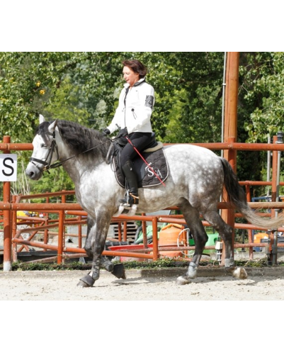 MCI jeune chevaux « belgique »