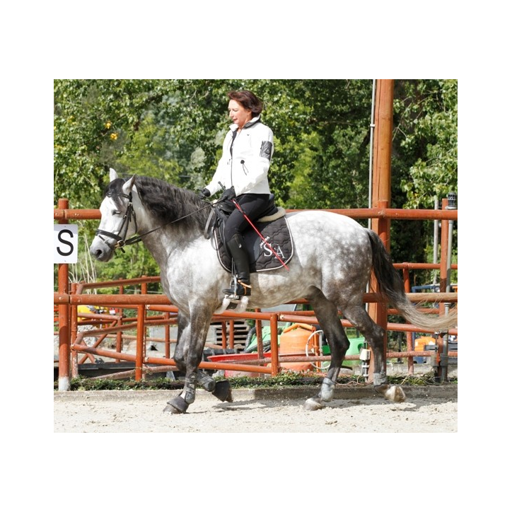 MCI jeune chevaux « belgique »
