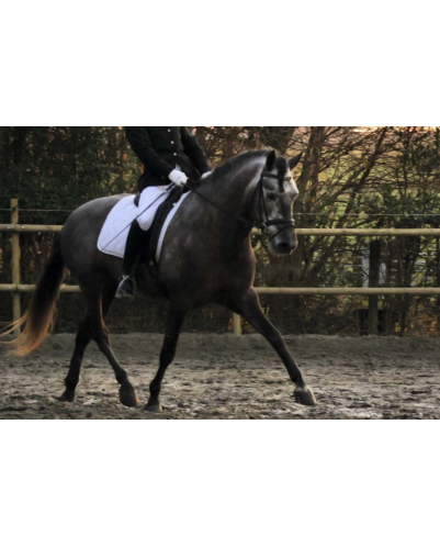 MCI jeune chevaux « belgique »