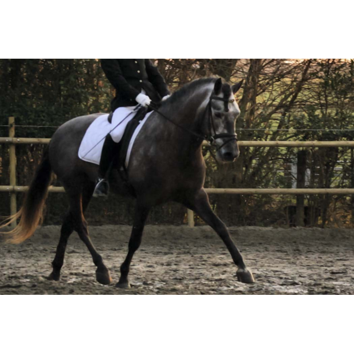 MCI jeune chevaux « belgique »