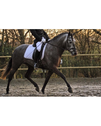 MCI jeune chevaux « belgique »