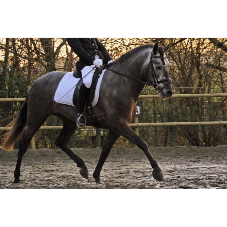 MCI jeune chevaux « belgique »
