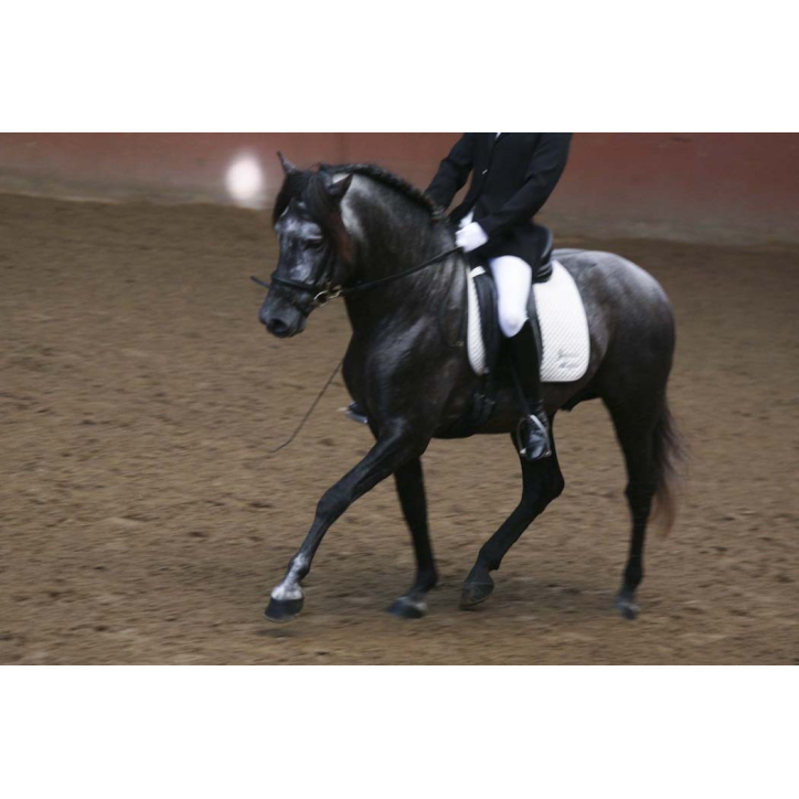 MCI jeune chevaux « belgique »