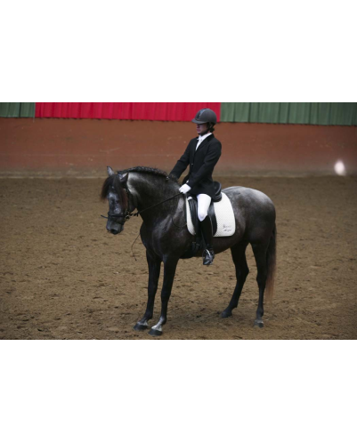 MCI jeune chevaux « belgique »