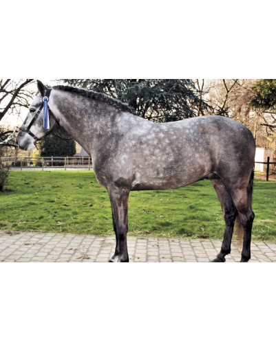 MCI jeune chevaux « belgique »