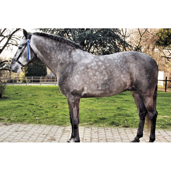 MCI jeune chevaux « belgique »